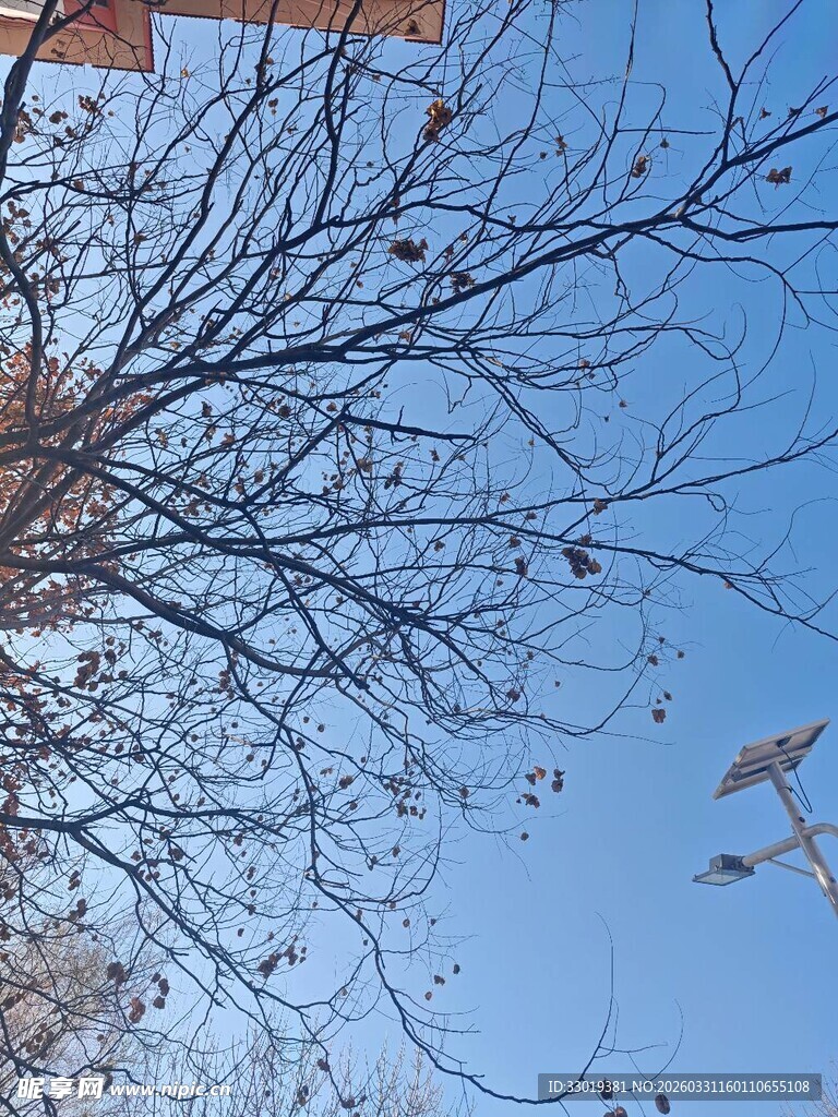 仰观蓝天枯枝与风筝