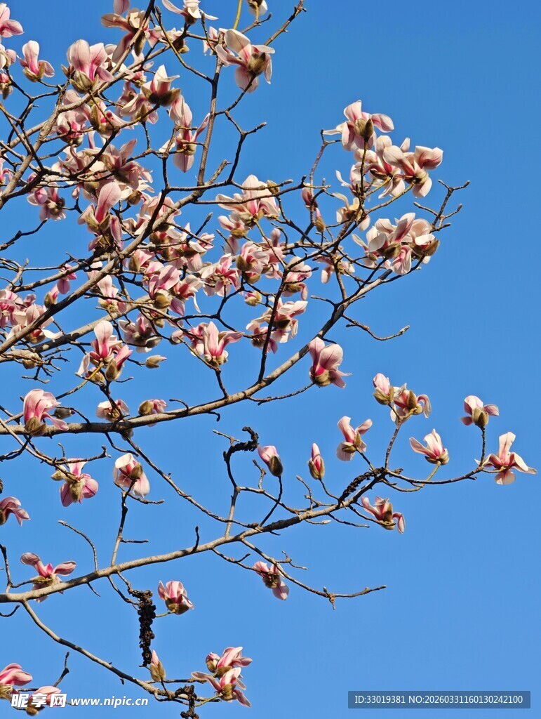 蓝天映衬下的绽放玉兰花