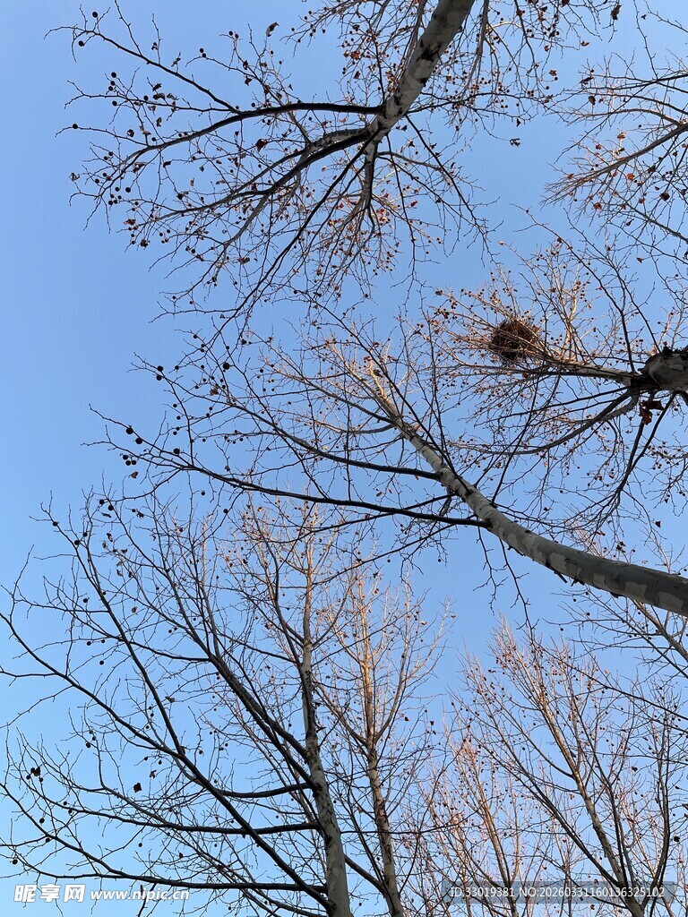 蓝天枯枝上的鸟巢