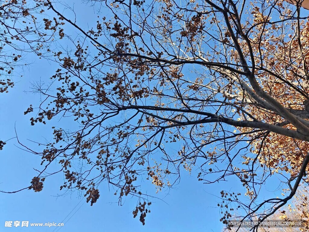 蓝天映衬下的光秃树枝