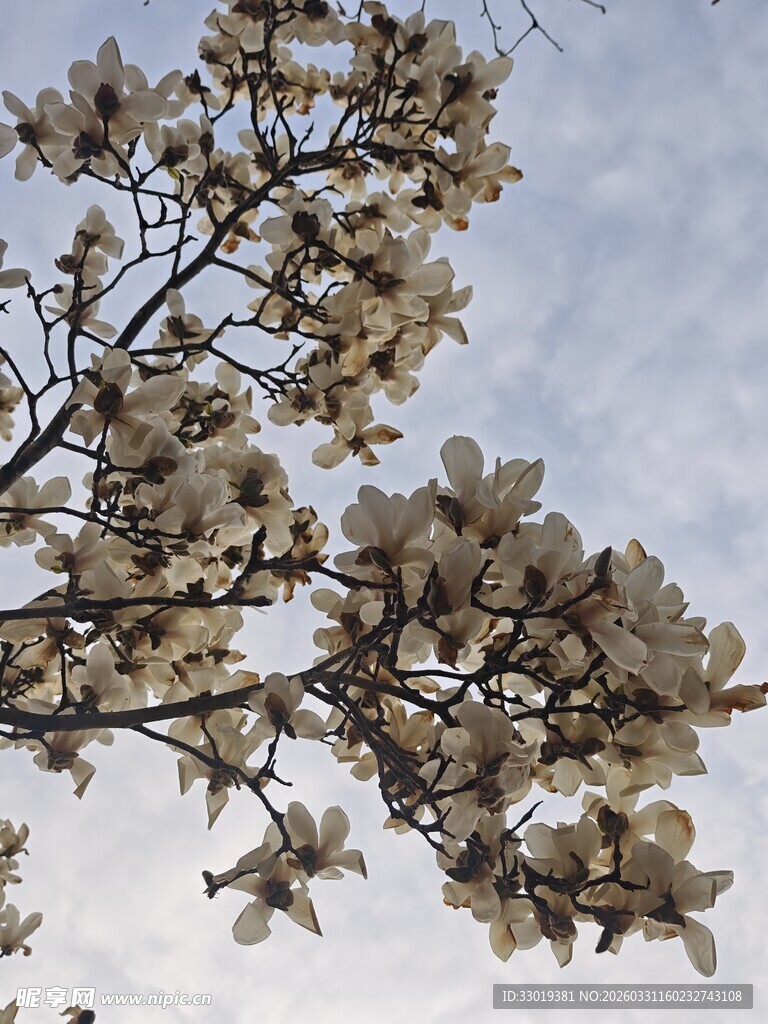 玉兰花枝展   蓝天映芳华