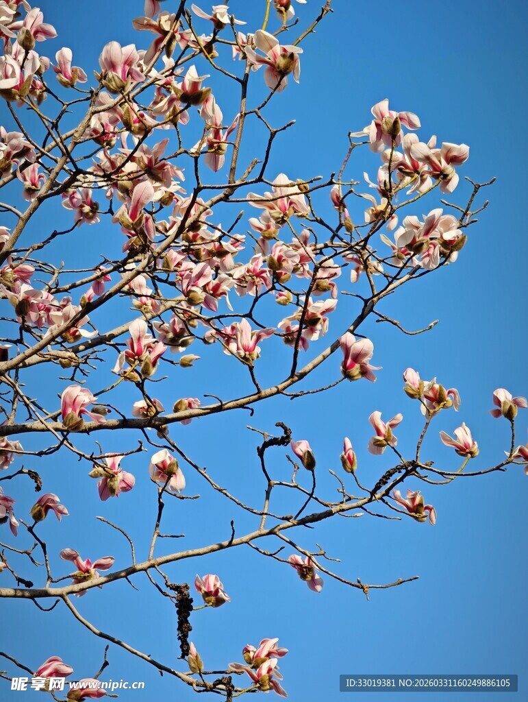 蓝天映衬下的繁花满枝