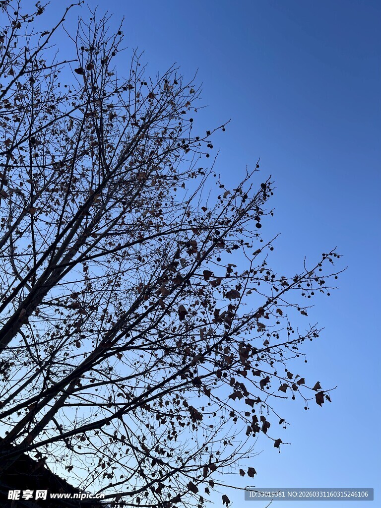 蓝天映衬下的枯树枝桠