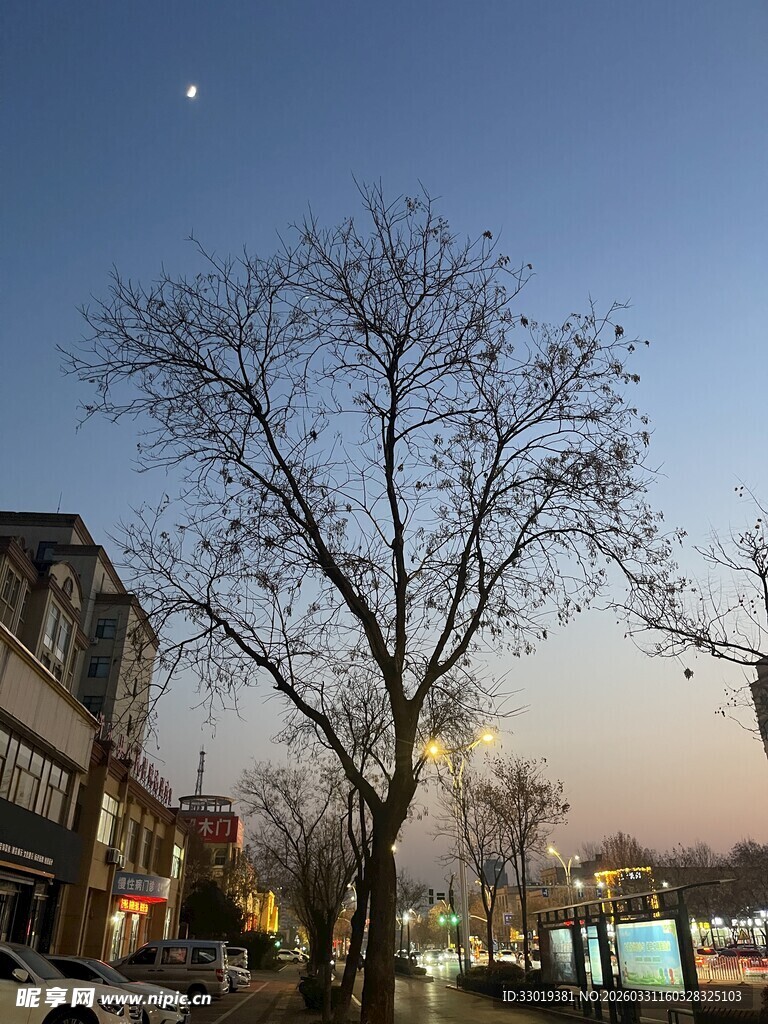 黄昏街道旁的光秃树木