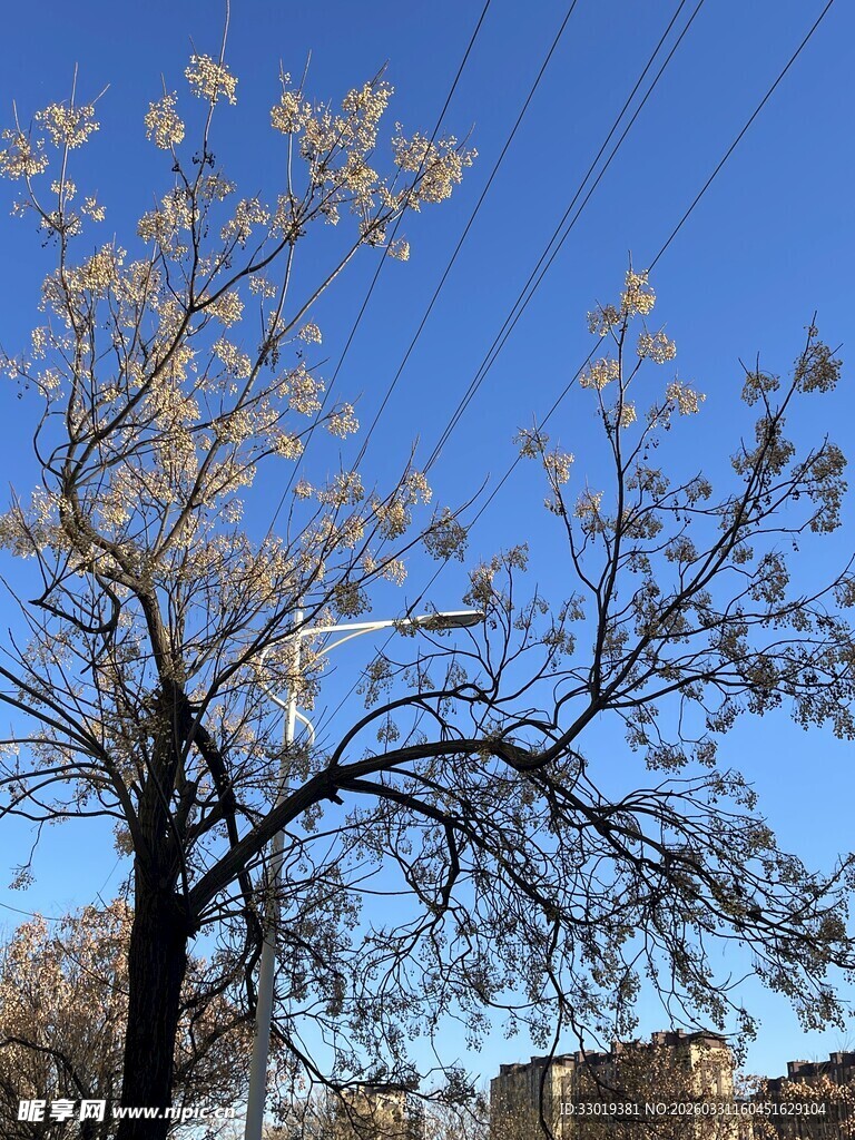 蓝天映衬下的光秃树木