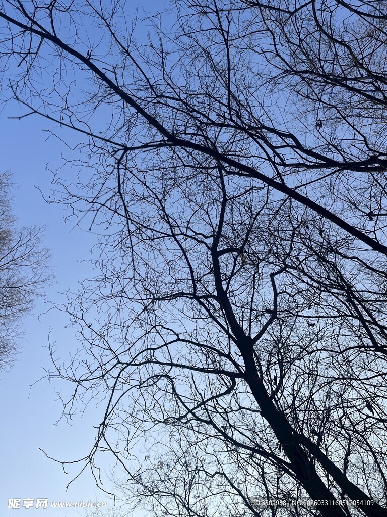 冬日光秃树枝与蓝天