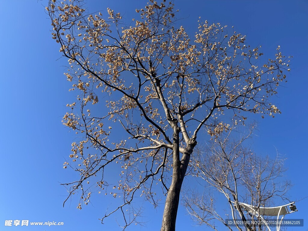 蓝天映衬下的孤树