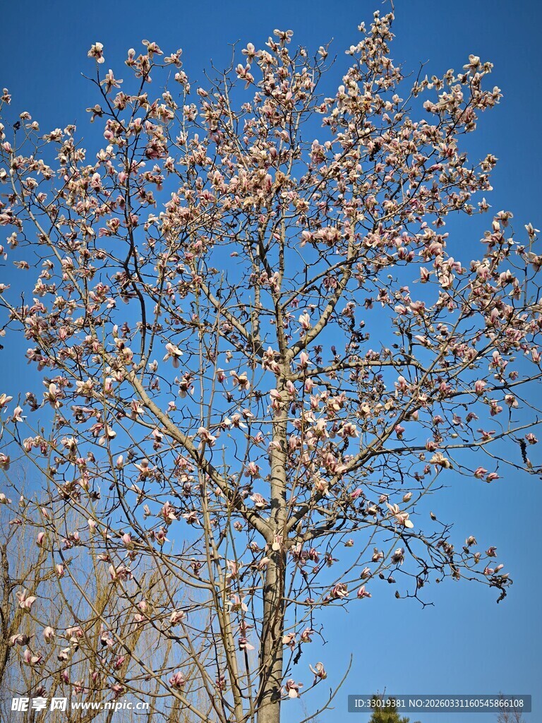 蓝天映衬下的繁花满树