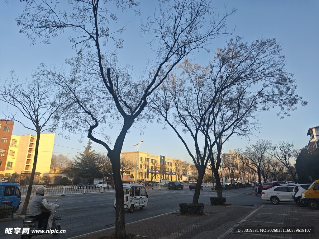 冬日街道旁的光秃树木