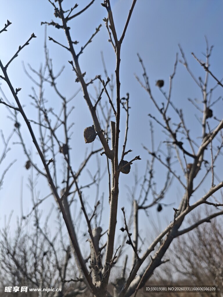枝头鸟儿栖于光秃树枝
