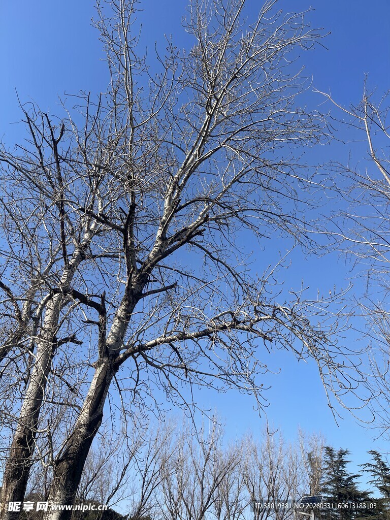 冬日秃树  蓝天背景下景象