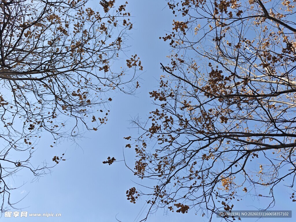仰观蓝天树枝秋景