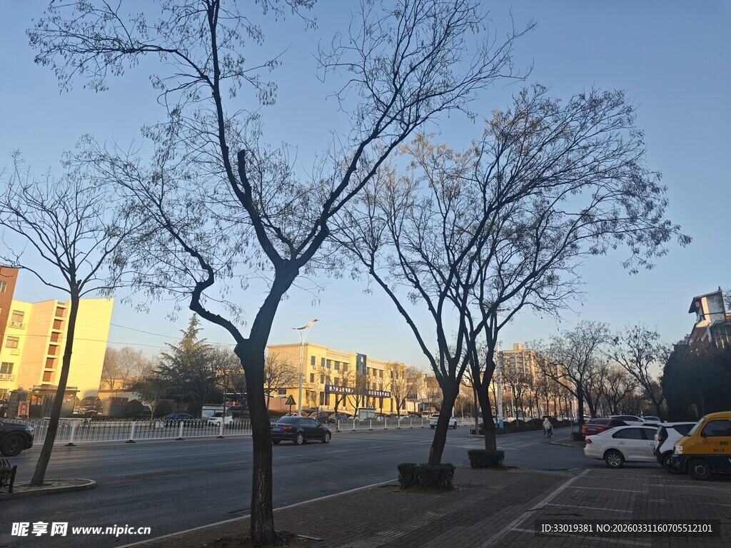 冬日街道旁的光秃树木