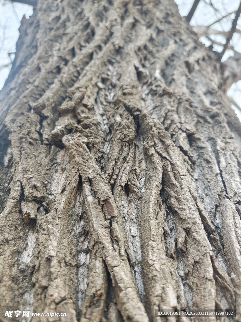 古老大树的独特纹理