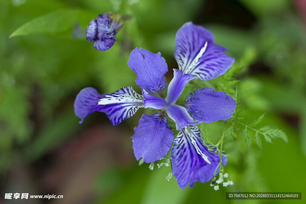 蓝紫色鸢尾花特写