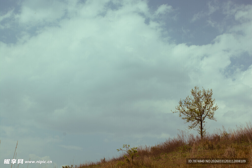 孤树屹立于旷野
