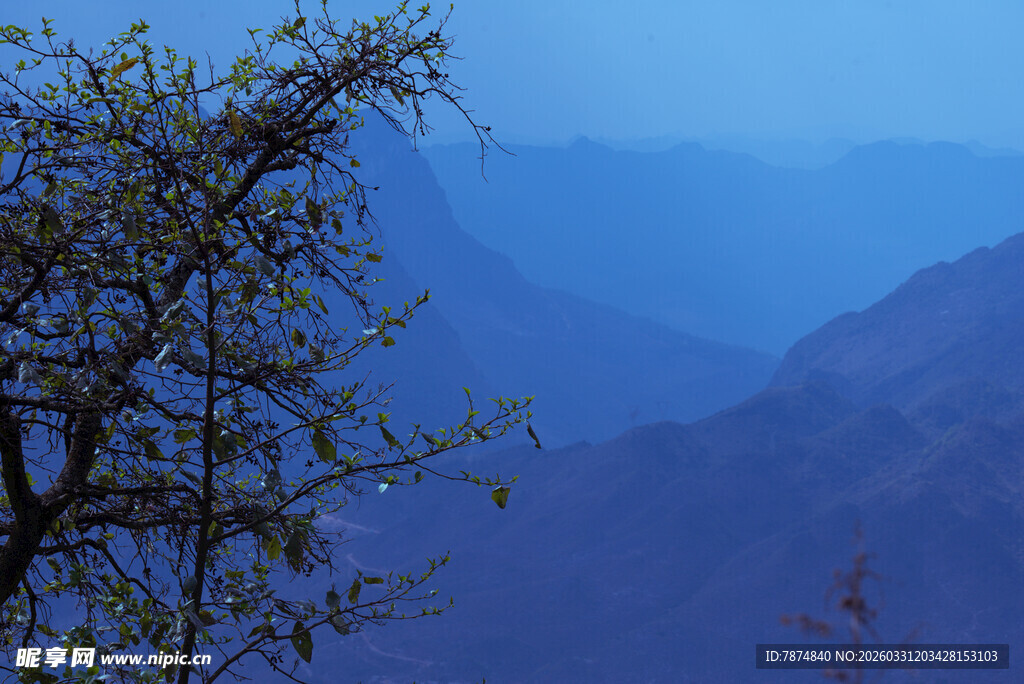 山间孤树 雾霭中的静美