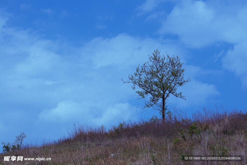 孤树挺立在旷野蓝天之下