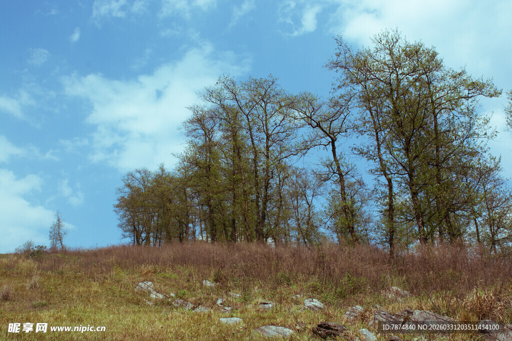 山坡上的树木与蓝天白云