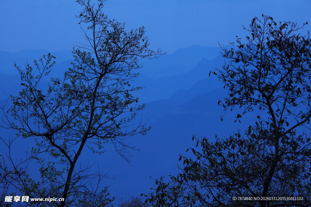 夜幕下的树梢剪影