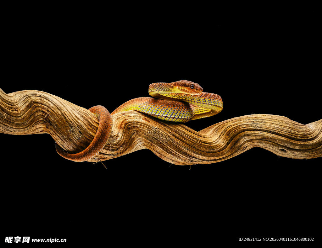 金色波浪上的多彩物件