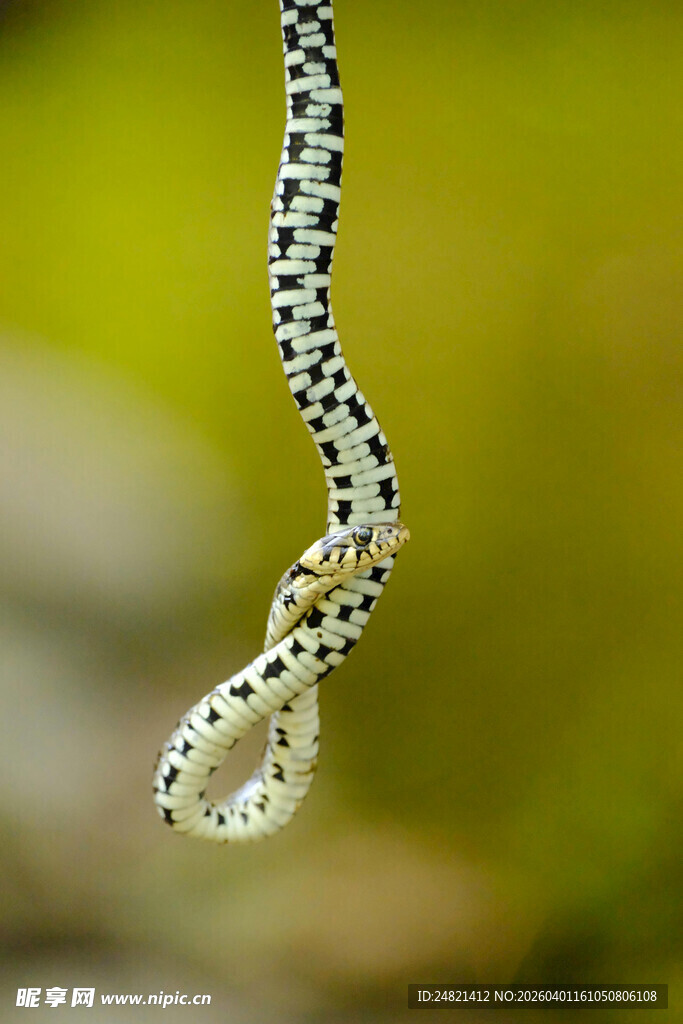 黑白花纹小蛇悬垂