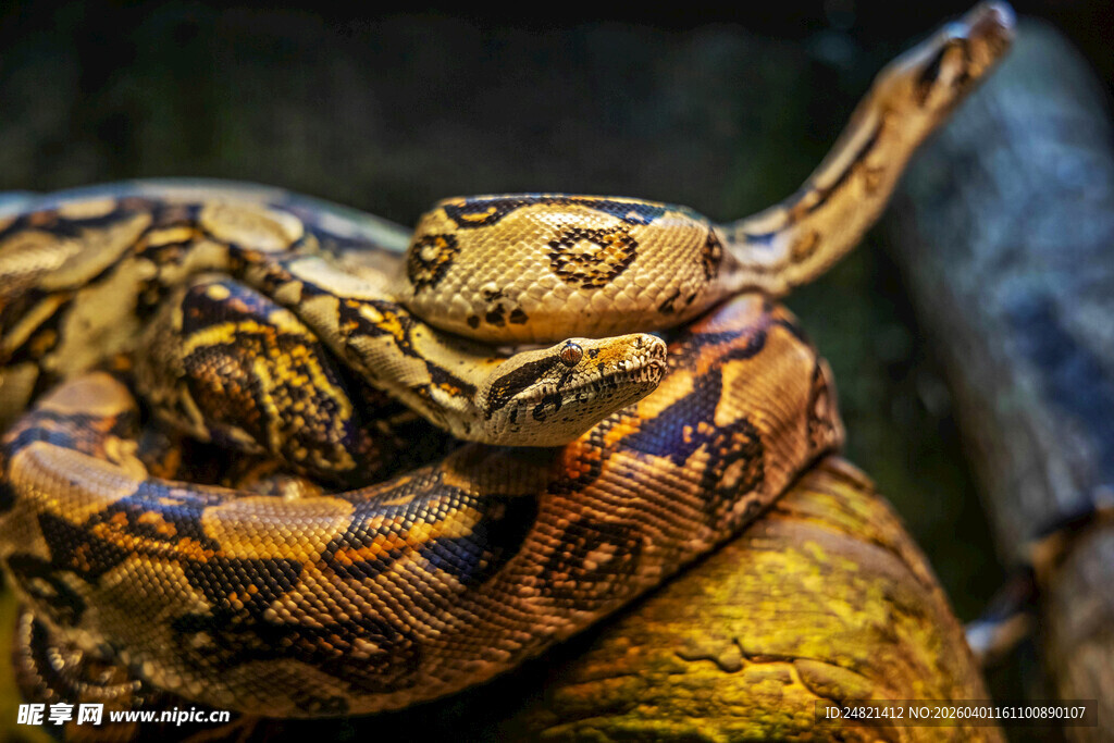 盘绕的花纹蟒蛇
