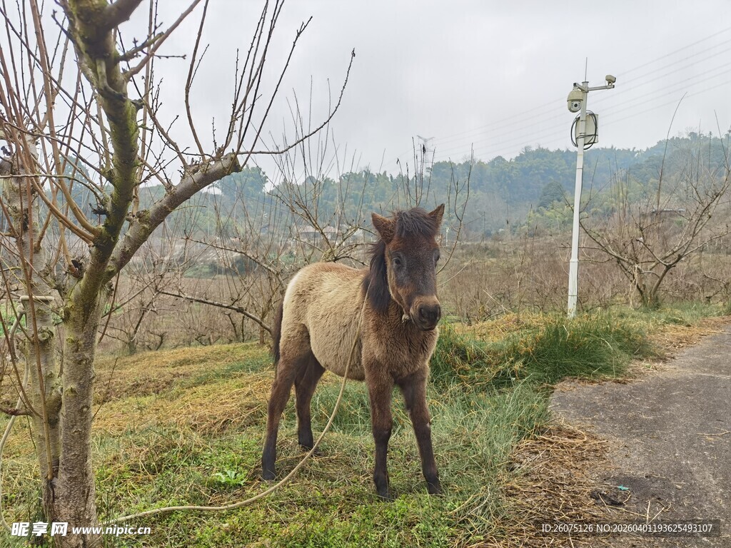 路边站立的骏马