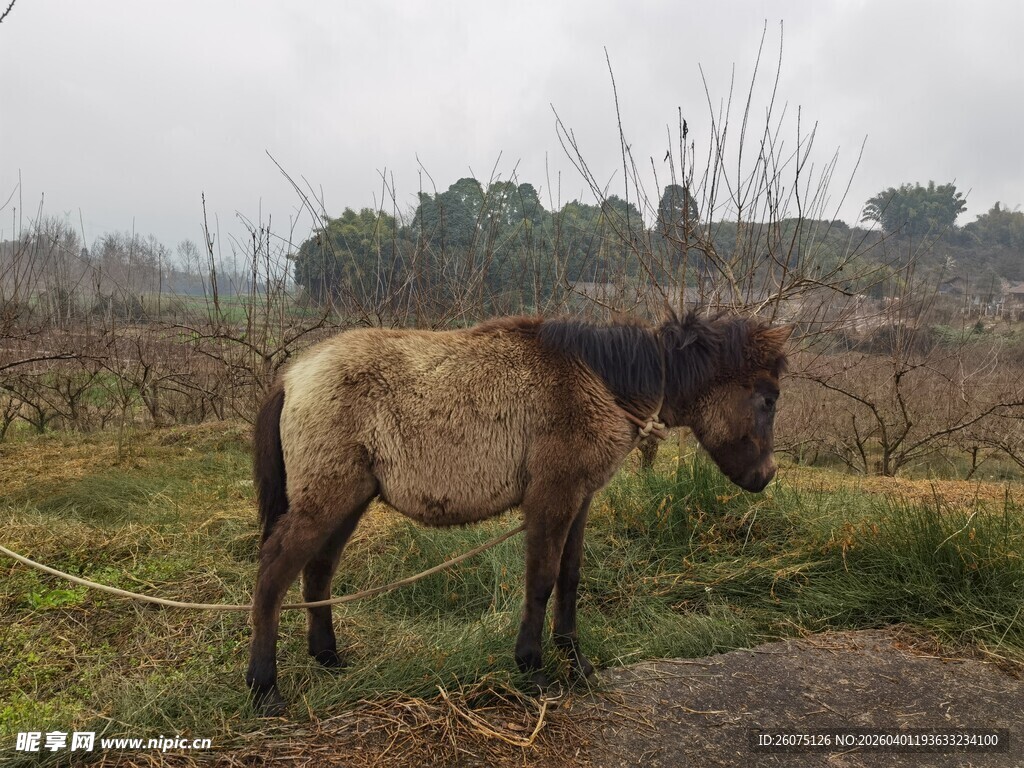 草原上的孤独骏马