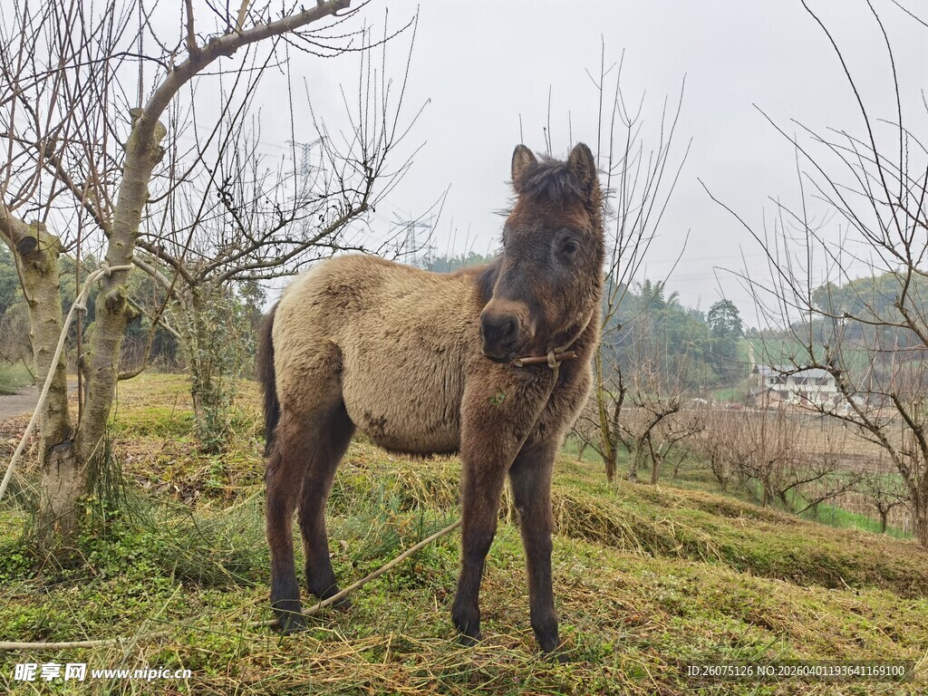 草地上的一匹小马