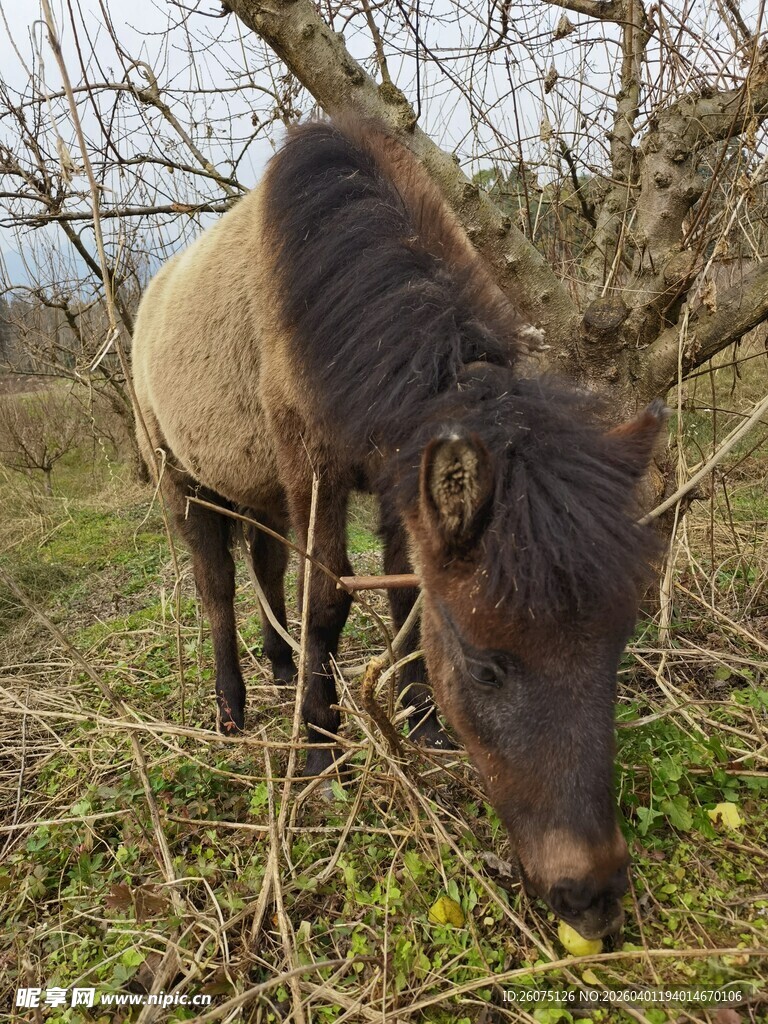 草原上低头吃草的骏马
