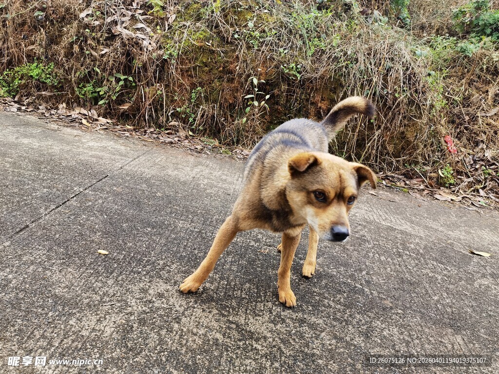 路上的德国牧羊犬