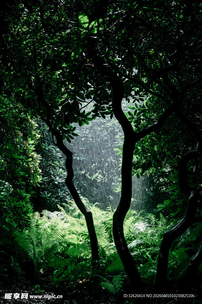 森林 树木