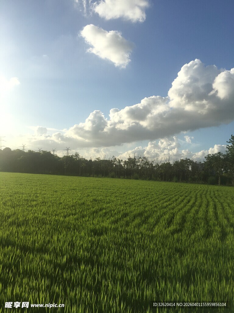 广袤绿野