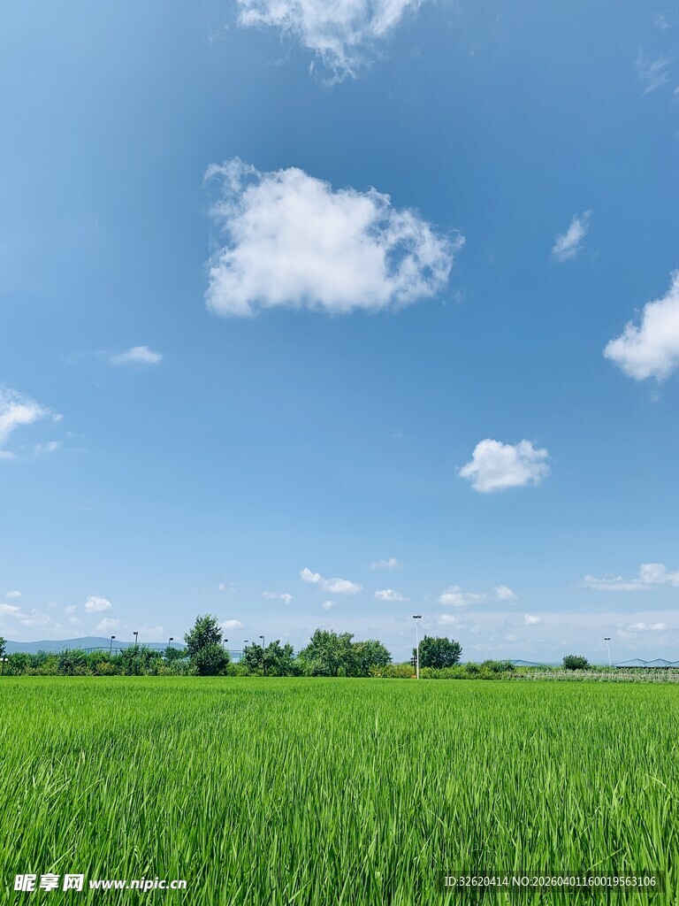 广袤绿野蓝天美景