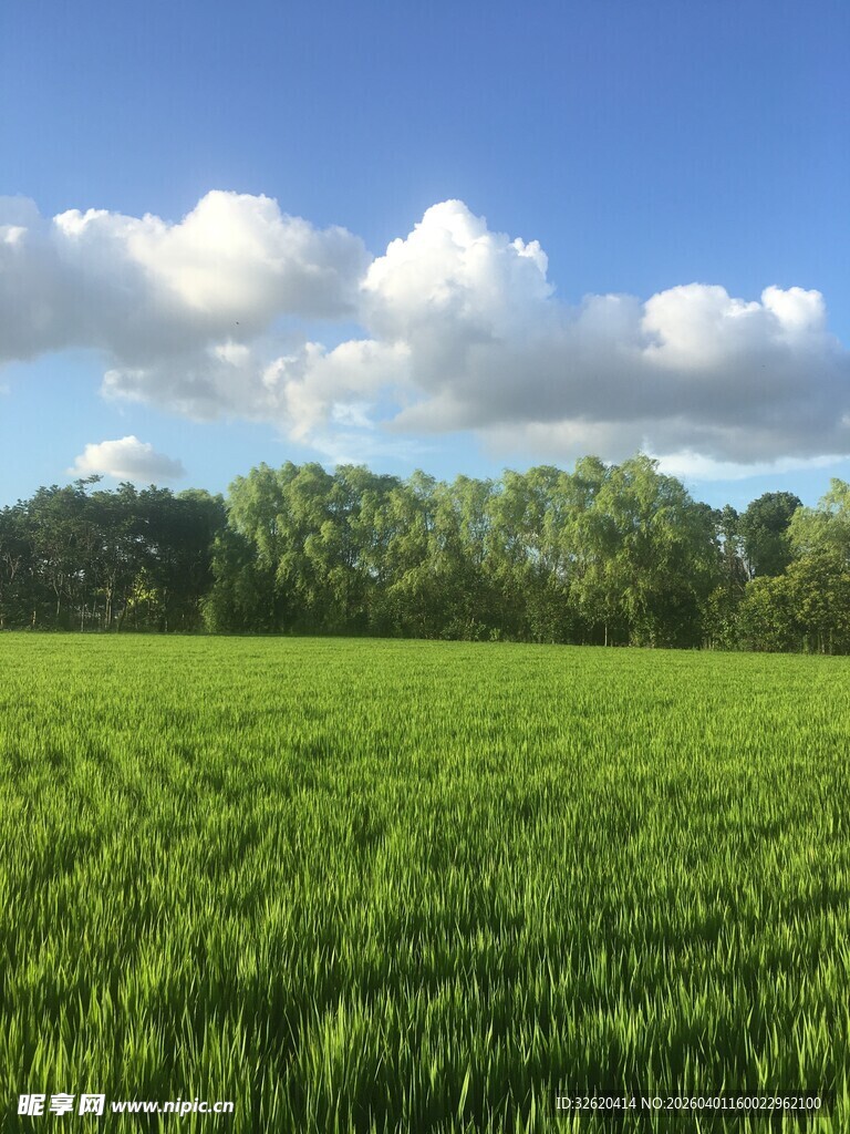 广袤绿野