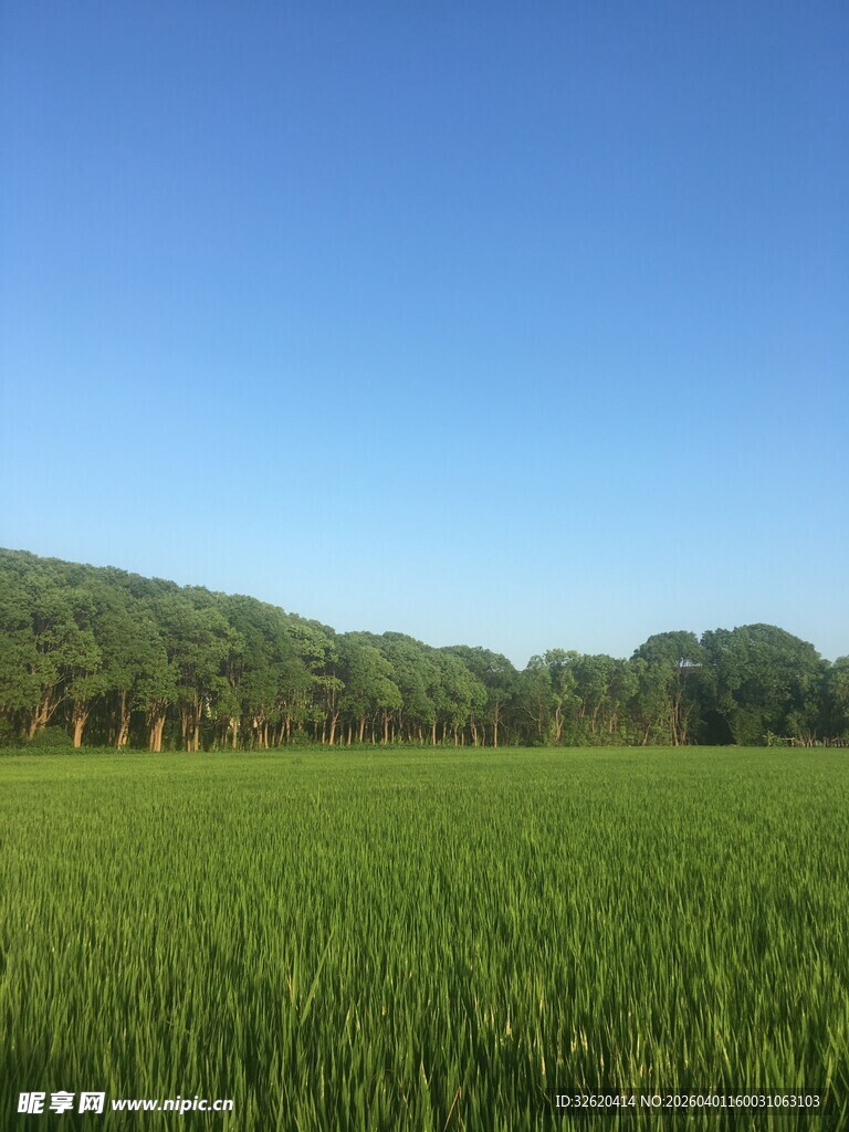 广袤绿野