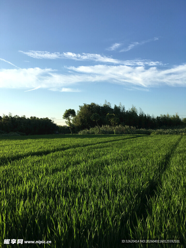 广袤绿野