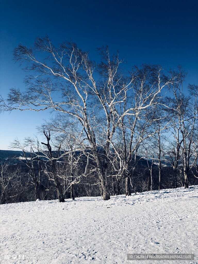 冬日雪地中的枯树景观