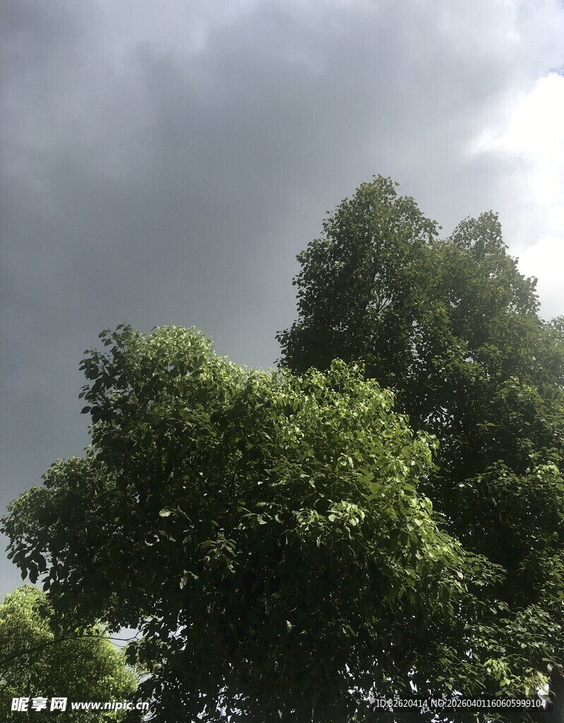 乌云下的葱郁绿树