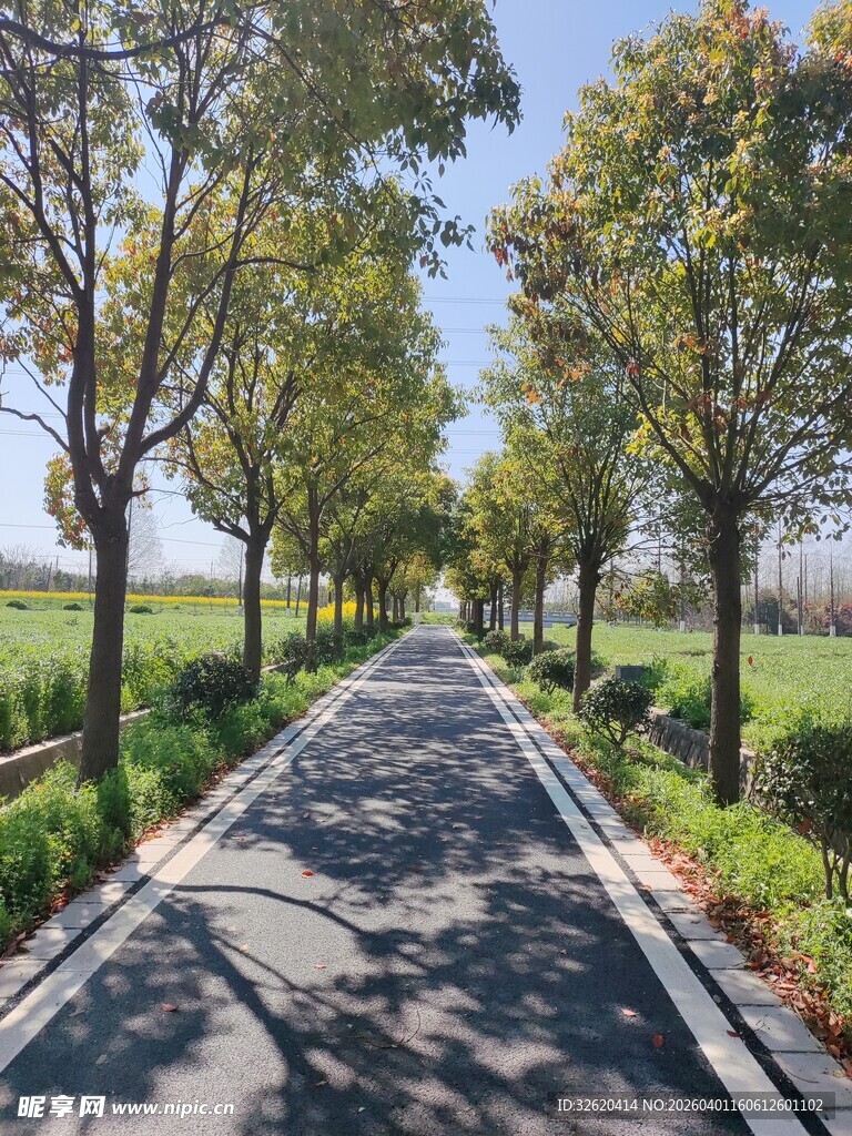 乡间林荫小路风景