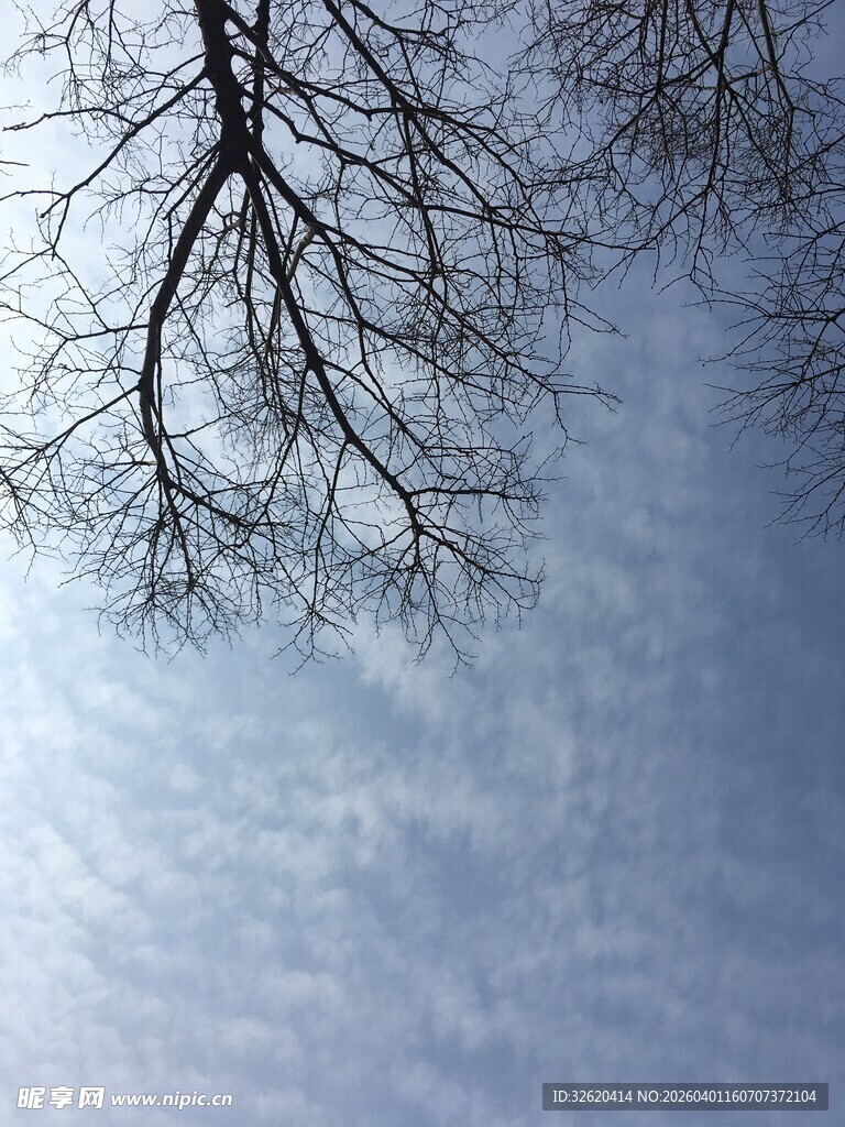 冬日枯枝与朦胧天空