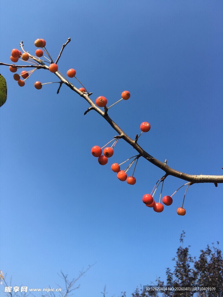 蓝天映衬下的红柿子枝头