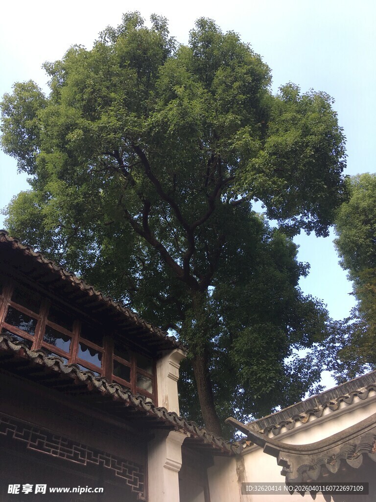 古宅旁的繁茂大树