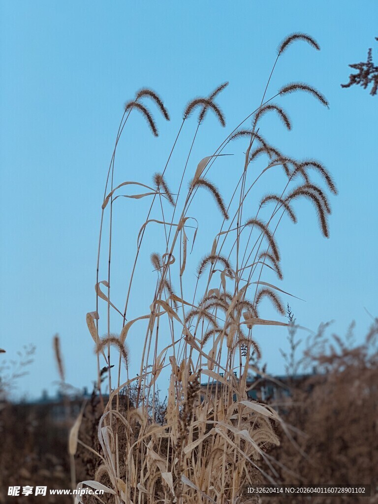 蓝天映衬下的芦苇摇曳