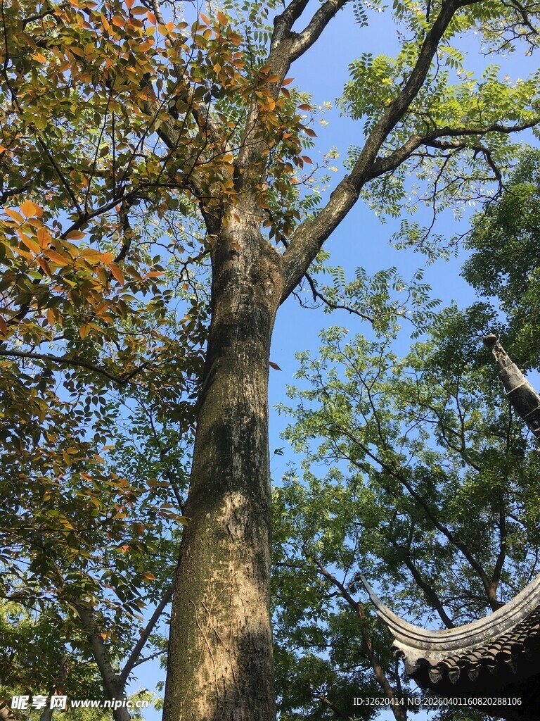 古树下的中式建筑一角