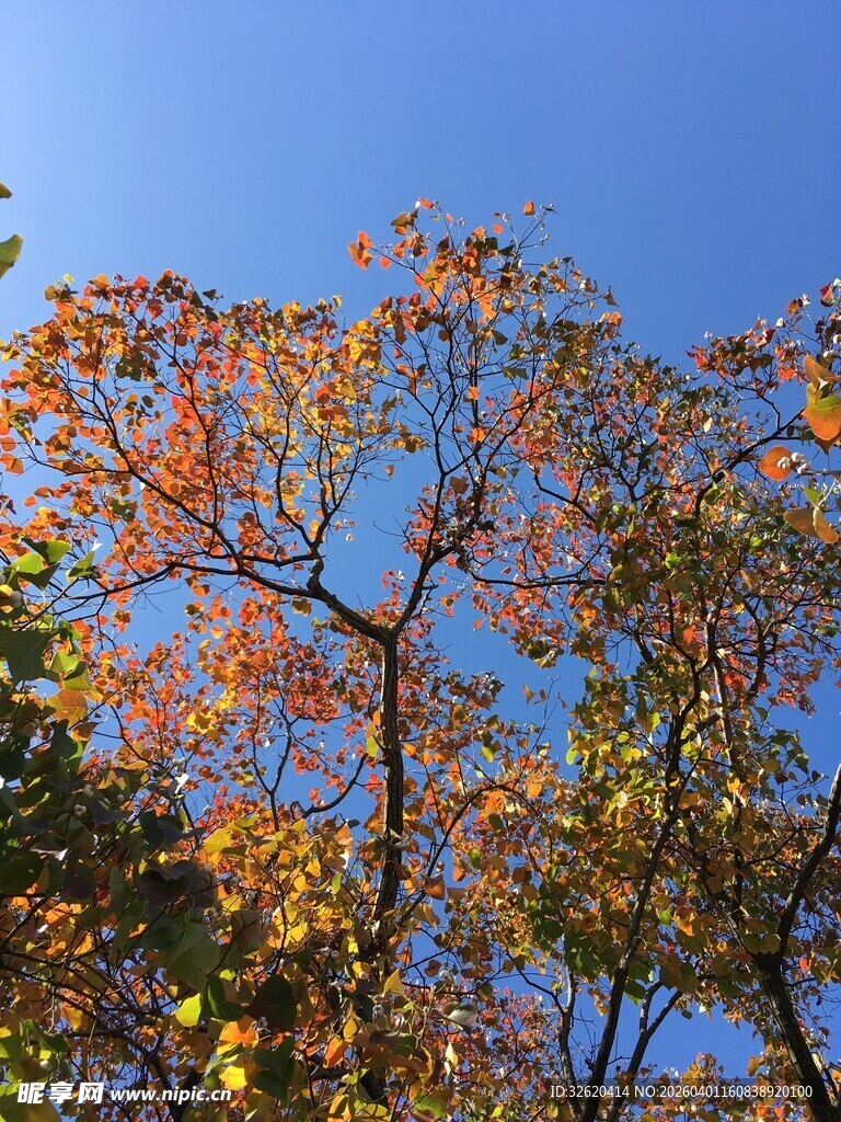秋日枝头斑斓树叶