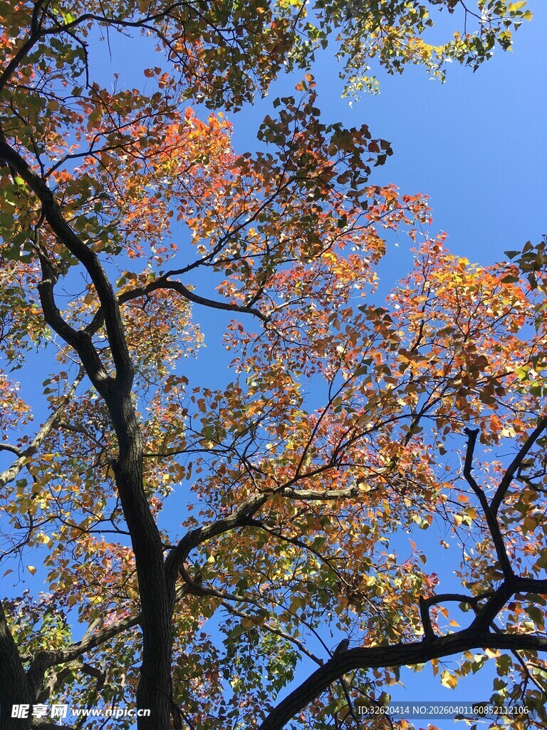 秋日蓝天中的斑斓树枝