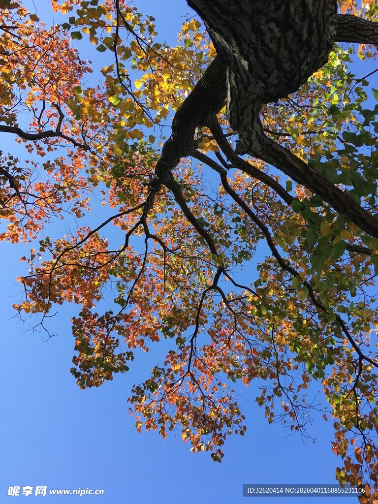 秋日树梢映蓝天