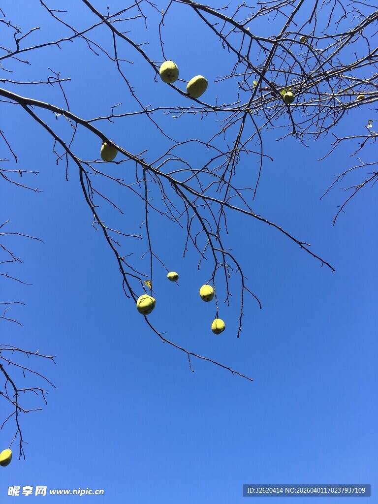 蓝天树枝上的黄色果实